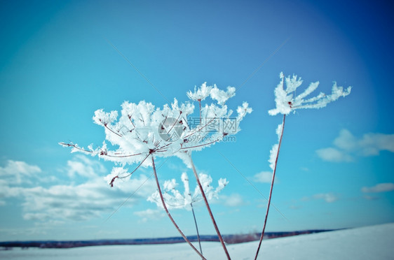 雪花户外云杉树冬天现场冻结的花朵紧闭图片