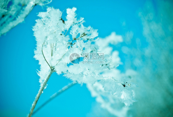 北冬天现场冻结的花朵紧闭天气树图片