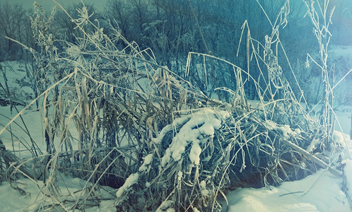 深的仙境雪堆冬季圣诞节风景冬季场冰冻的花朵图片