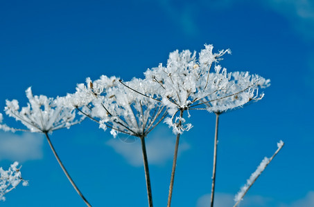 雪后冻住的植物图片