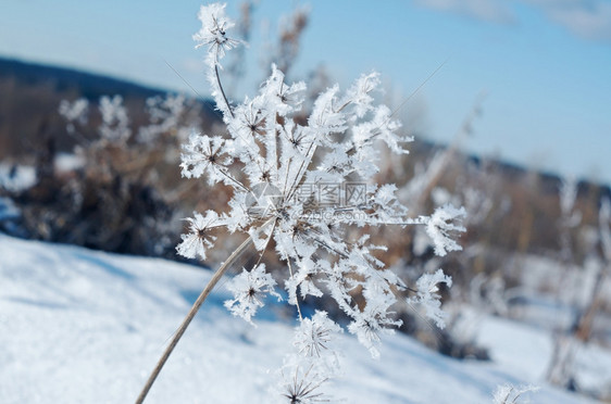 雪后冻住的植物图片