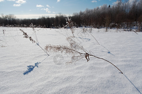 雪后冻住的植物图片