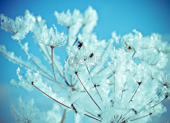 雪后冻住的植物图片