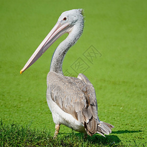 野生动物轮廓背部美丽的水鸟斑点浮标的PelicanPeelcanus菲利普本底背面简介图片