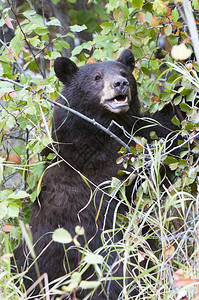 乌苏斯黑熊在秋天攀爬哈霍山寻找浆果为了山楂图片