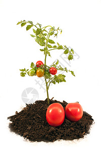 生物花园香水果实番茄树苗和水果图片