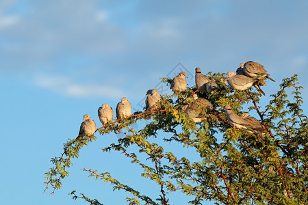 动物警惕天空南非卡拉哈里Kalahari一棵树上塞满的海龟图片
