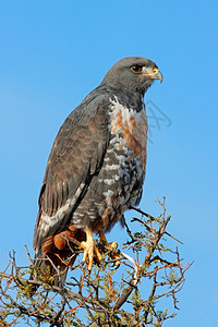 南非一棵树上被只胡狼秃鹰Buteorufuscus夹在树上南部猛禽保护图片