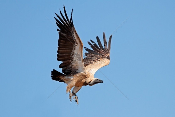 生态南非飞行中的白支持秃鹰非洲吉普赛人清道夫荒野图片
