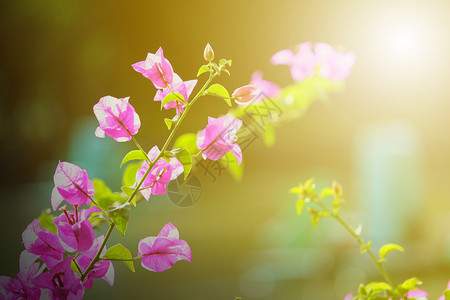 健康树叶绿自然背景的鲜花和自然观春天图片