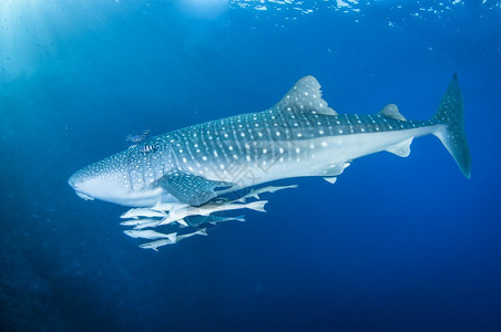 海洋鳍人们在清蓝水中游泳的鲸鲨图片