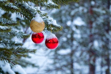 白雪皑花冬天3个圣诞球在雪覆盖松树枝上紧的圣诞舞会在雪覆盖松树分部上背景图片