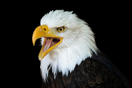 濒危白色的美国人秃鹰HaliaeetusLeucocephalus的肖像其开阔嘴唇与黑色背景隔绝图片