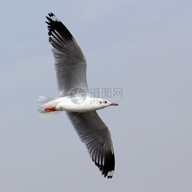 白色的鸟类宠物在美丽的天空背景下飞行的海鸥图片