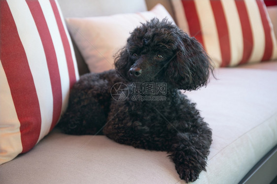国内的美丽黑玩具狗在户外沙发上休息黑色的贵宾犬图片