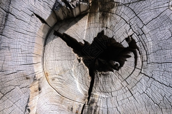 洞材料古树经风吹的尾部纹理老化图片