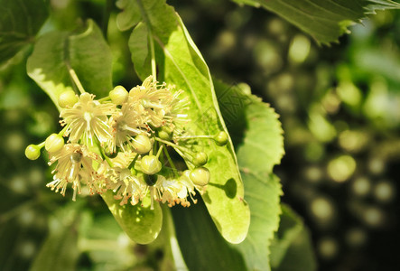 药物花叶林登Tilia药用植物自然开花图片