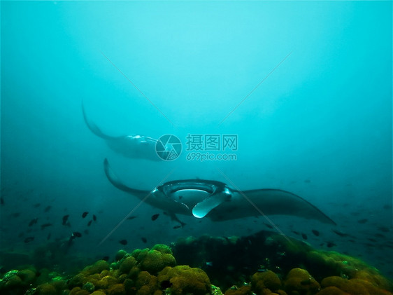 鱼水族馆巨型曼塔雷自然图片