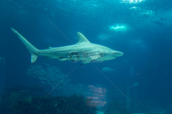 天然水族馆中真正的鲨鱼海底水肺挑衅的图片