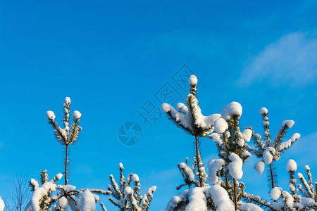 新的分支绿色松树枝叶覆盖着白雪阳光照耀的太无云的蓝色天空冬图片