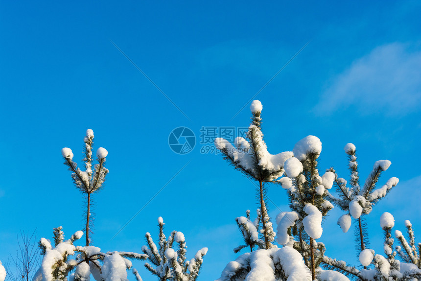 新的分支绿色松树枝叶覆盖着白雪阳光照耀的太无云的蓝色天空冬图片