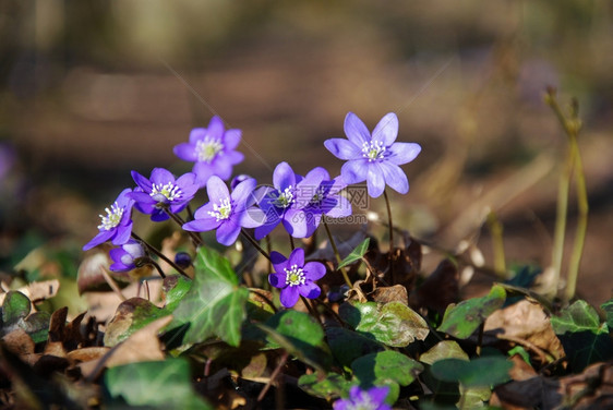 开花美丽的春季符号闪亮的蓝色动画花朵图片