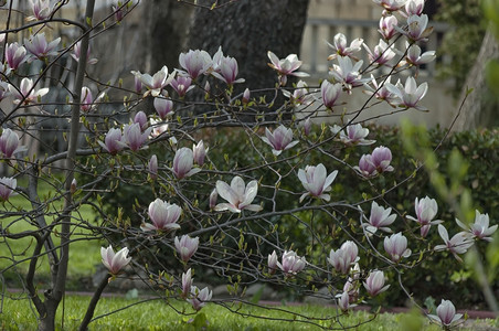 春天花园里的玉兰树开花季节纯度户外图片