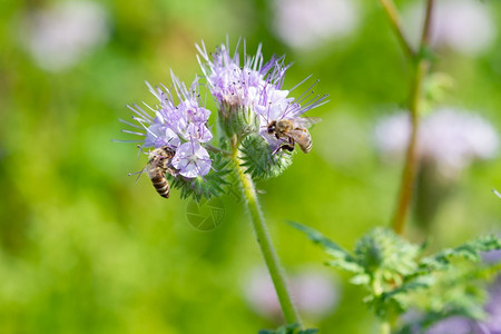 养蜂业盛开的蜜花和授粉植物群紫色的图片