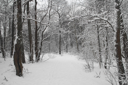 痕迹木头冬天季森林被下雪覆盖图片