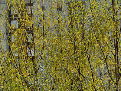 春天初黄泉的毛耳环青树开花生长叶子图片