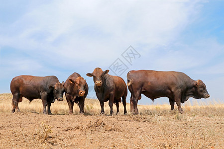 4头马丘德邦斯拉公牛在农村场南非一种洲人喂图片