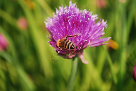 工人大黄蜂蜜在一朵粉红花上的蜜蜂在自然背景下飞图片