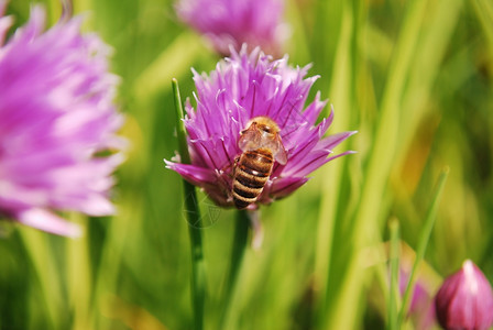 花蜜夏天绿色蜂在一朵粉红花上的蜜蜂在自然背景下图片
