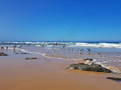 鸟海洋PraiaValeFigueiras与海鸥在葡萄牙滩上天空图片