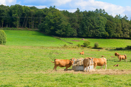 成人法国农业地貌棕色利木奶牛豪华轿车维林克图片