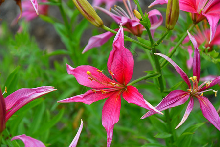 粉色的开花夏日百合粉色花背景图片