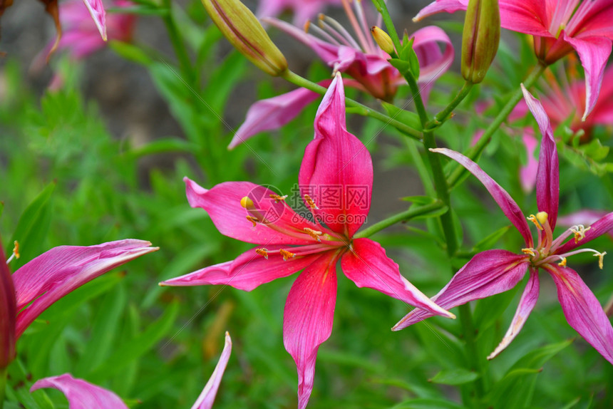 粉色的开花夏日百合粉色花图片