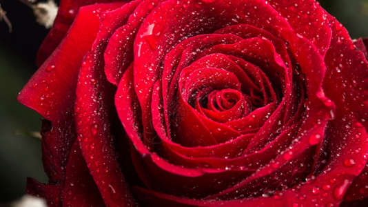 花束缩合近距离拍摄一朵美丽的红玫瑰露着闪亮的水图片