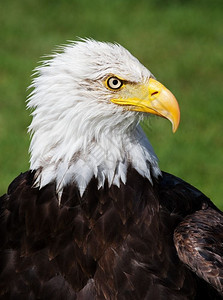 轻微地猎物略湿的美国白头鹰高分辨率肖像美国人图片