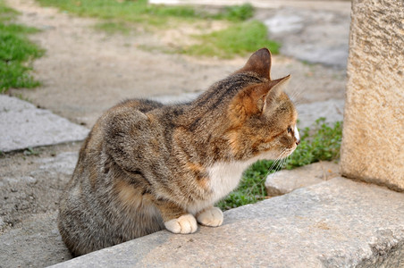 台阶上可爱的猫咪图片