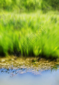 抽象的艺术垂直生动夏天迷离草水反射背景垂直生动的夏天迷离草水反射背景垂直的背景图片