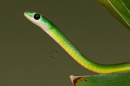纳塔尔西斯叶子爬虫东绿蛇Philothamnus新生儿肖像南非xD图片