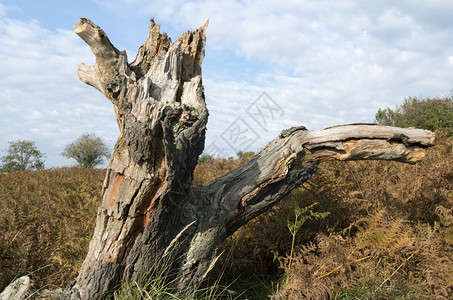 抽象景观风化在荷兰沙丘的地貌中树桩上图片