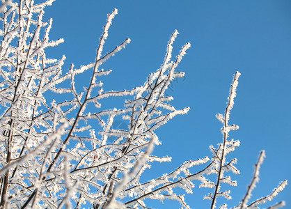明亮的苍白在蓝天上覆盖着冻结的树木白色图片