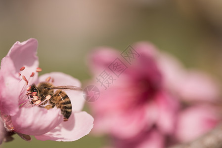 开花美丽的蜜蜂在桃花上收集蜜在桃上收集天然本底蜜蜂自图片