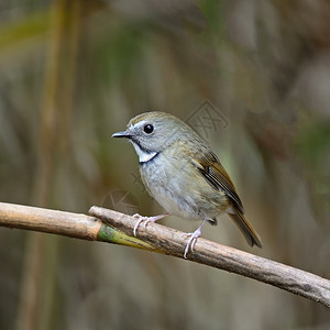 动物分支小鸟白色的捕猎者毛虫站在树枝上侧面捕蝇器图片