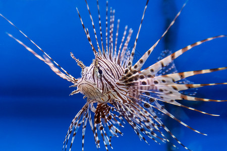 一条长有钉子和纹的大型浮游鱼类淡水野生动物下图片素材