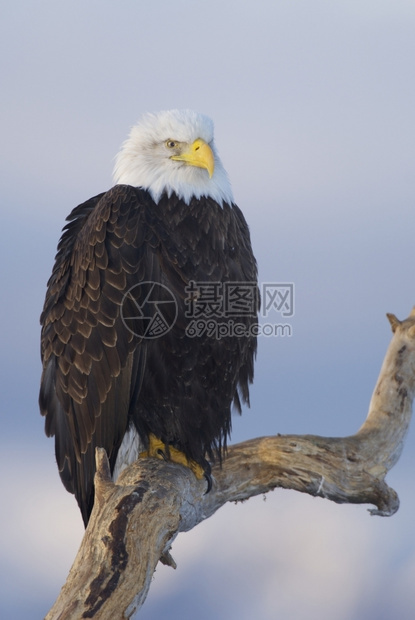 禽类水阿拉斯加秃鹰手持蓝色天空背景的棍子兽图片