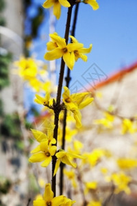 黄色小花图片
