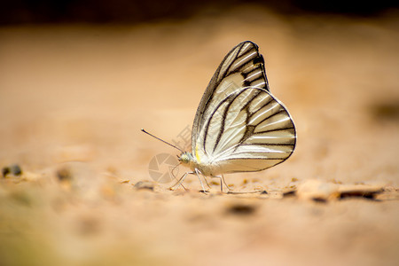 自然动物白蝴蝶紧粘在土壤上橙图片